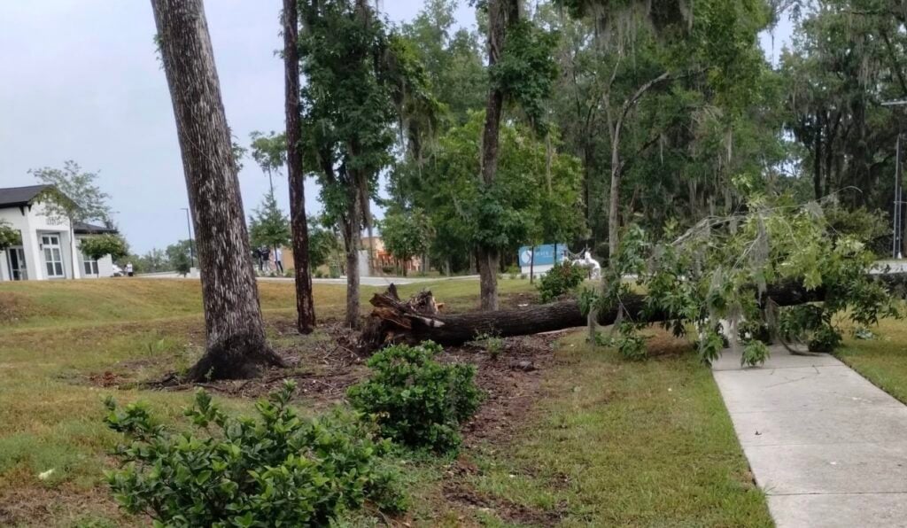 Storm brings down big oak tree near Sutton Place in Ocala on July 11, 2026. 3