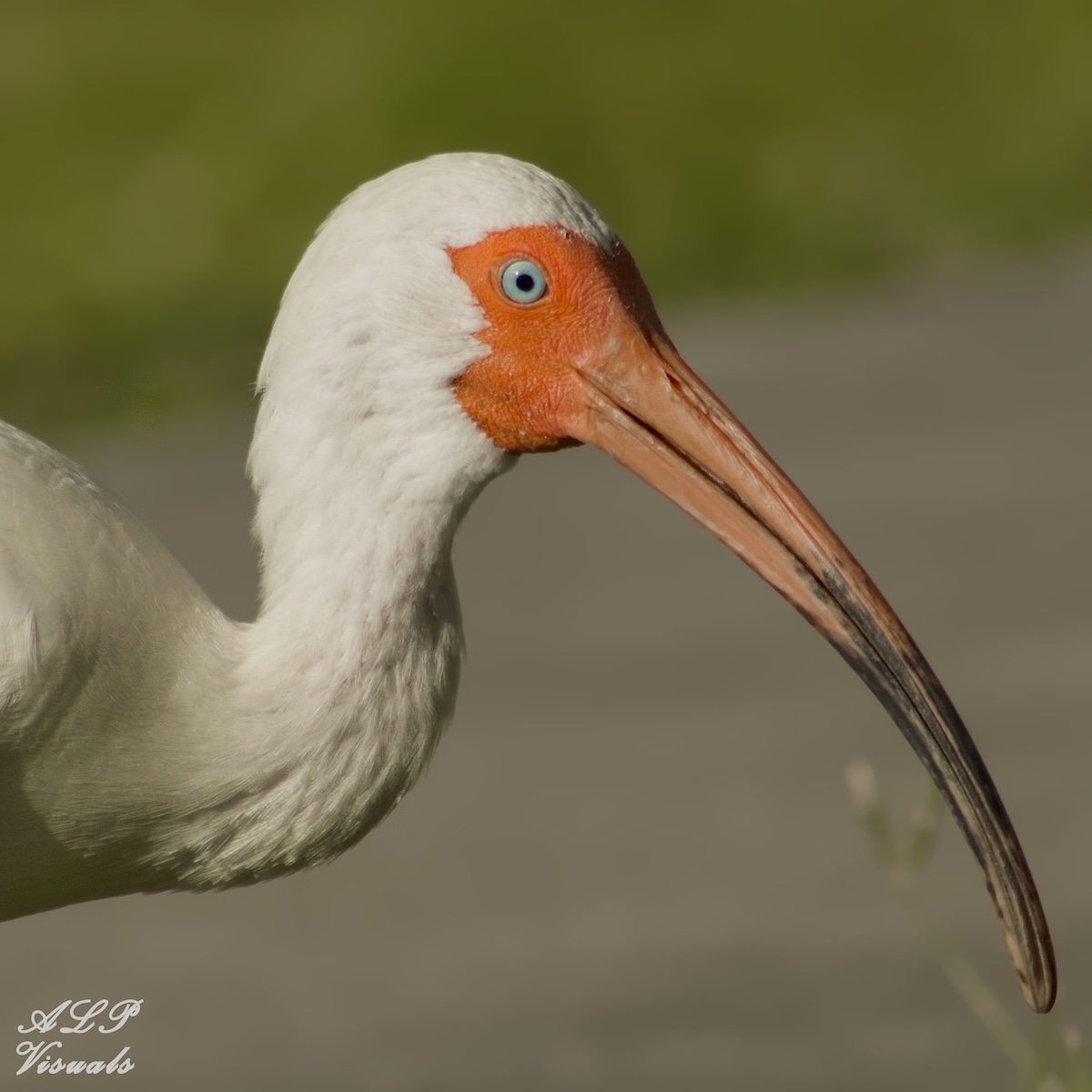 White Ibis spotted in a northeast Ocala yard White Ibis spotted in a northeast Ocala yard