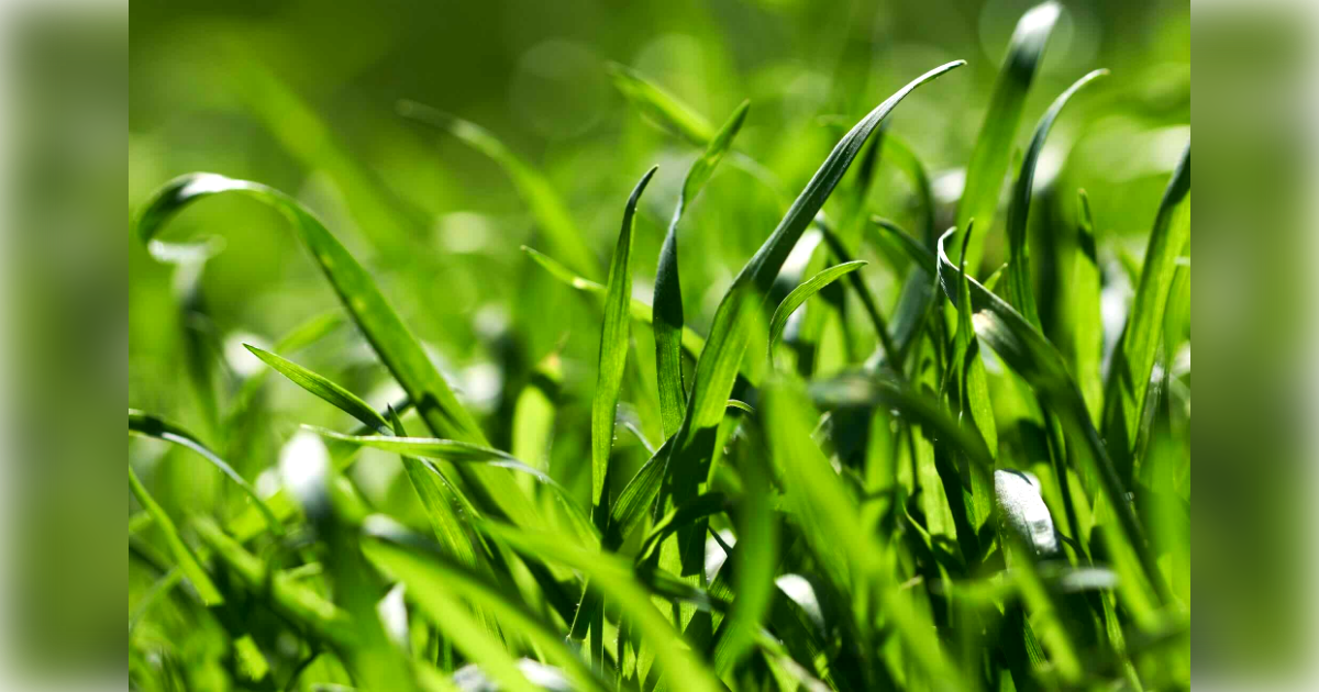 Woman sues Ocala homeowners after falling into hidden, grass-covered trench