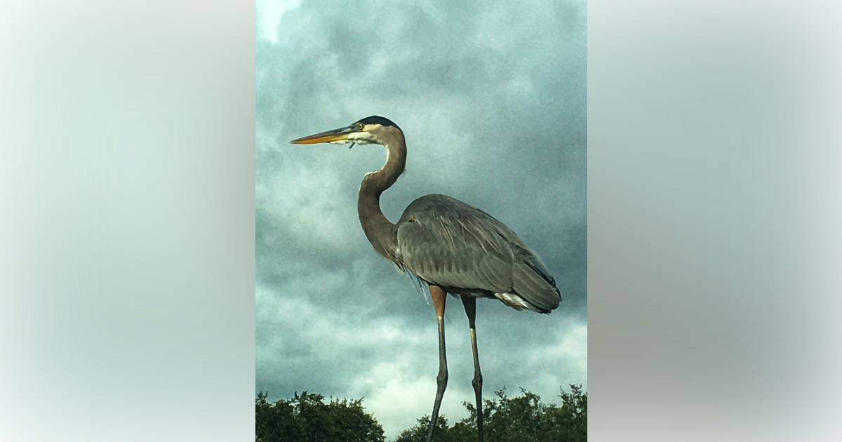 Great Blue Heron At Stone Creek Golf Club - Ocala-News.com