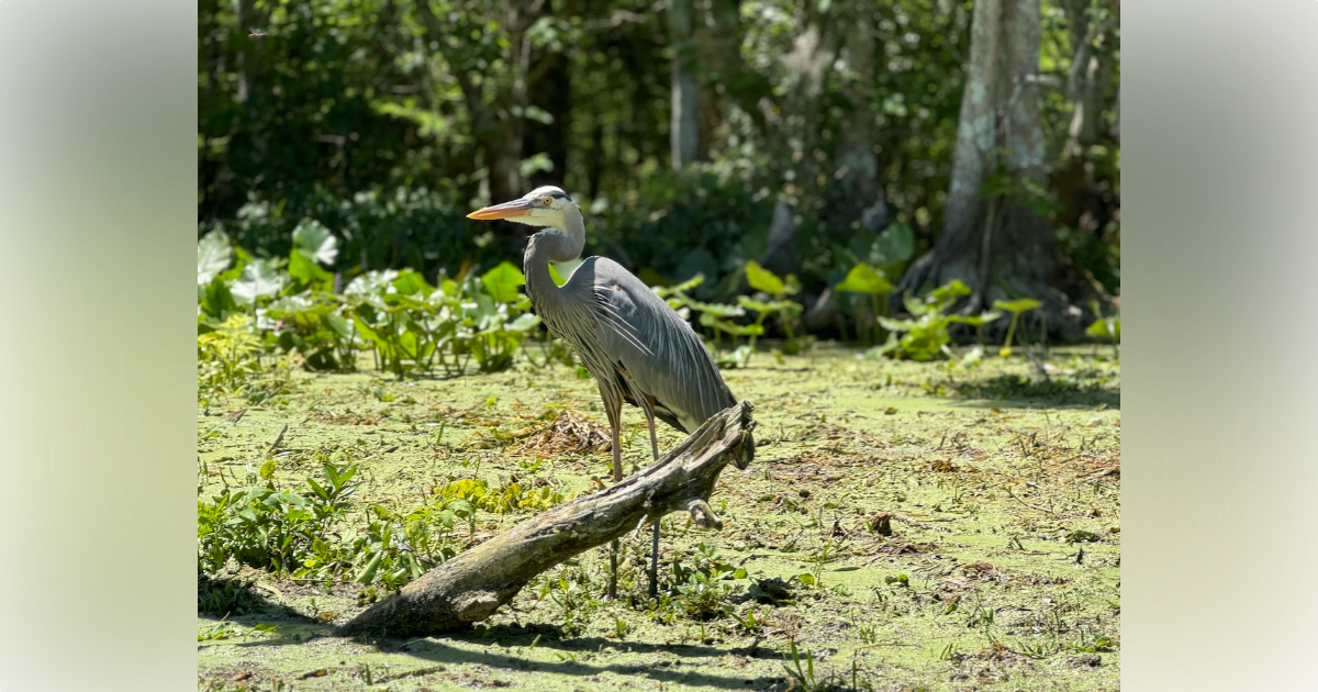 Great blue heron at Silver Springs State Park - Ocala-News.com